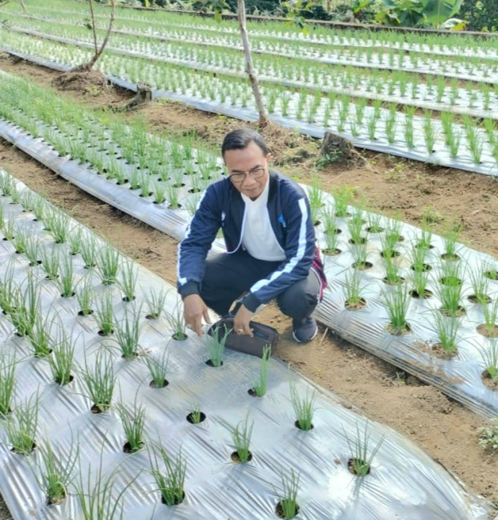 DINAS PERTANIAN DAN PANGAN TERUS MENDORONG PETANI MELAKSANAKAN BUDIDAYA BAWANG MERAH MELALUI PROGRAM DEMPLOT DAN PENGEMBANGAN HORTIKULTURA